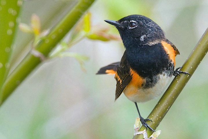 American Redstart