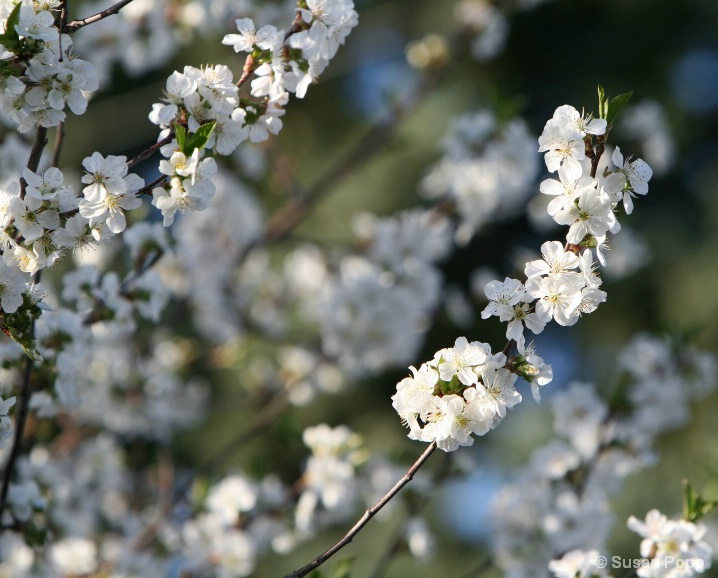 In full bloom