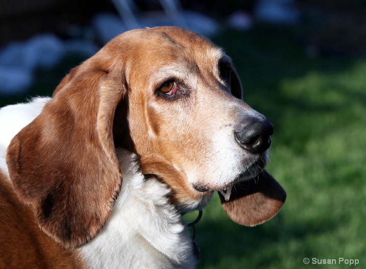 Bentley the basset