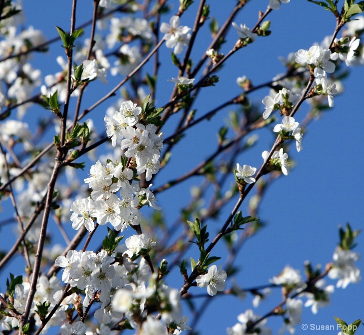 Cherry Blossoms - ID: 6171932 © Susan Popp