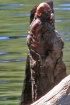 Natural or Ancien...