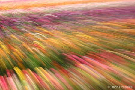 Sea of Ranunculus 