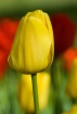 Sancerre Tulip