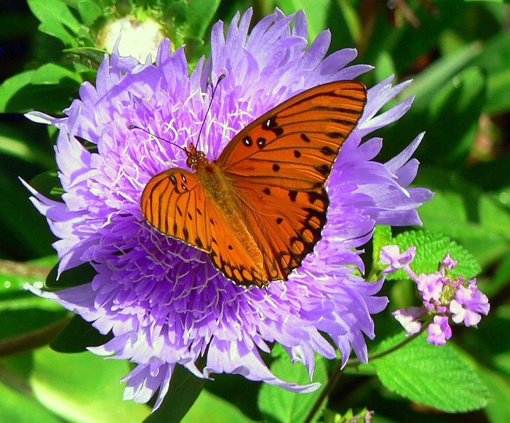 Gulf Fritillary