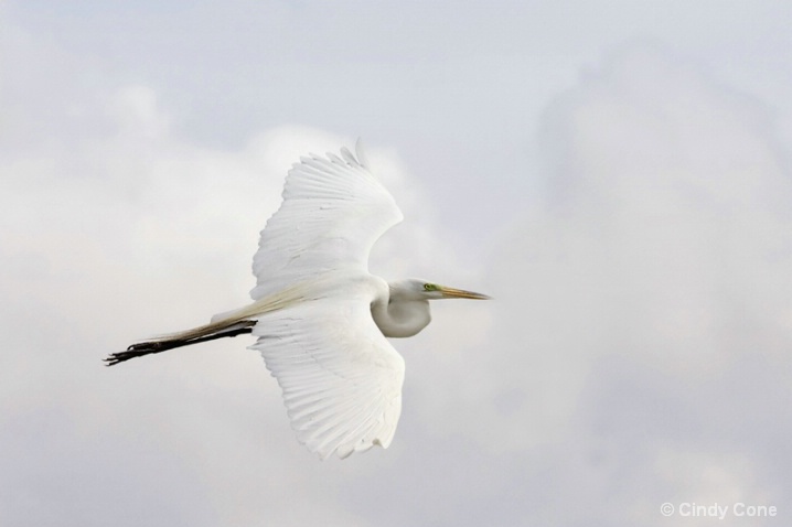 Great Egret Flight