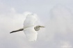 Great Egret Fligh...