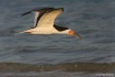 Black Skimmer in ...