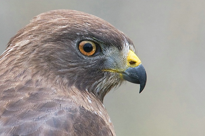 Broad Wing Hawk Profile