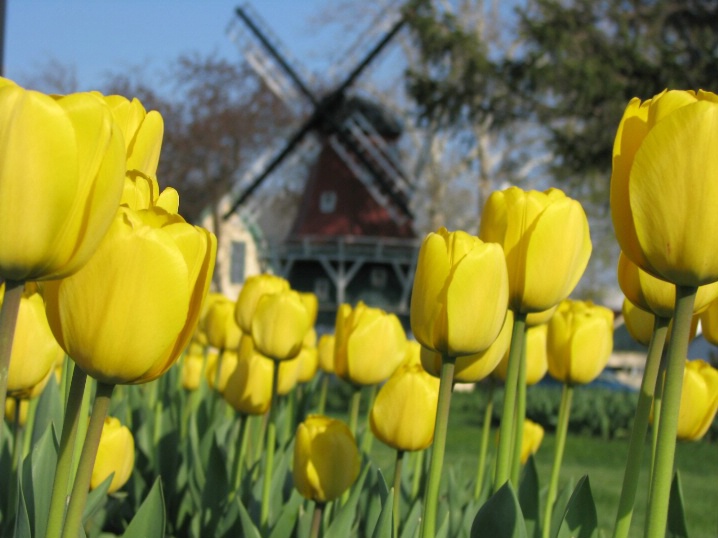 Yellow Tulips with Windmill