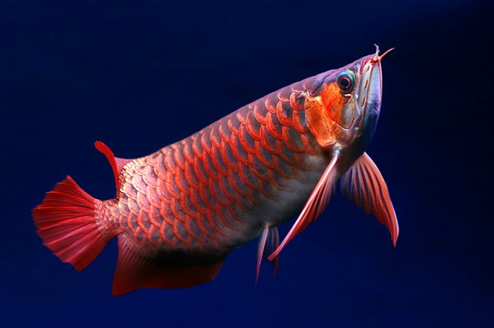 The Arowana