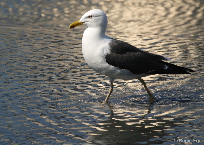 My Gull Friend