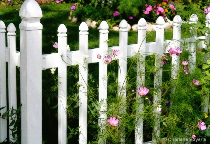 White picket fence with pink flowers