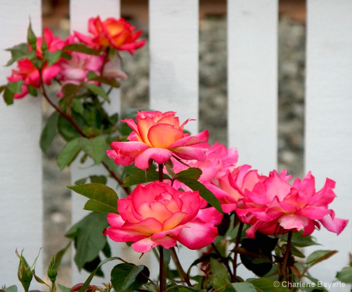 Roses and picket fence