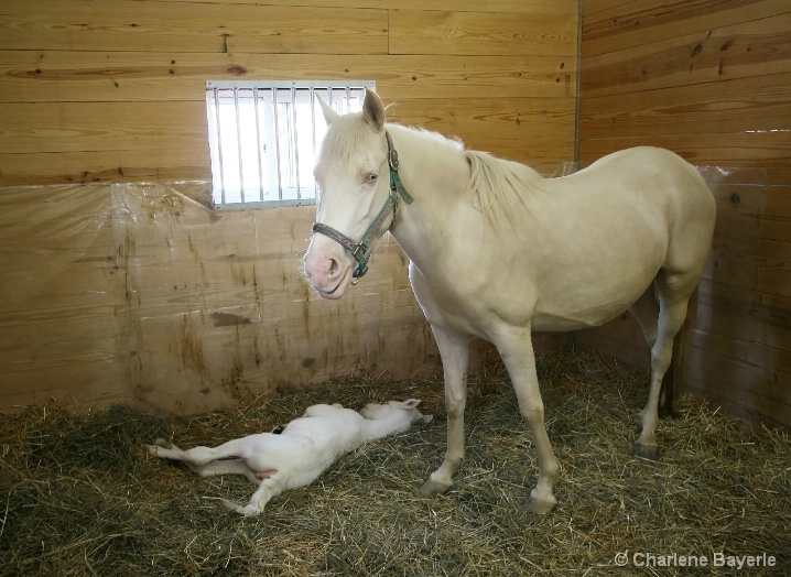 Mom & baby colt (less than 24 hrs old)