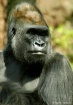Silverback Gorill...