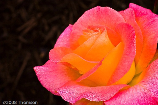 Arlington:  Pink & Yellow Rose