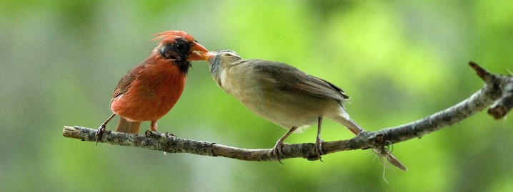 Cardinals for Dinner