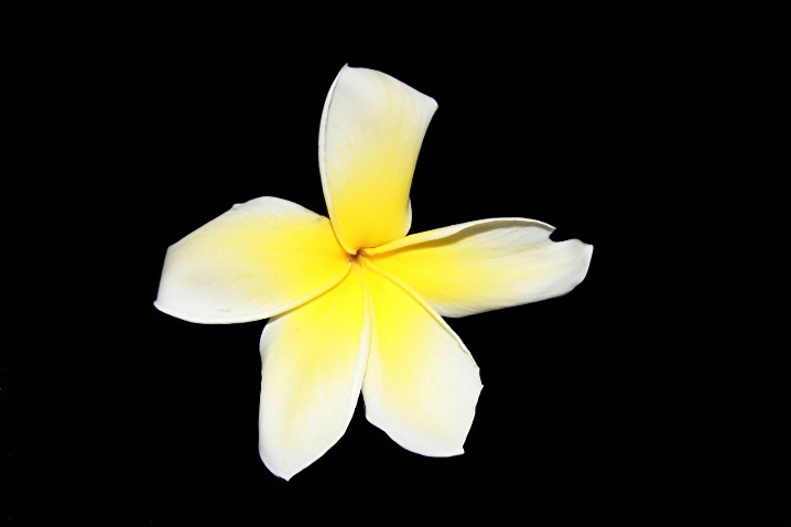 Plumeria bloom