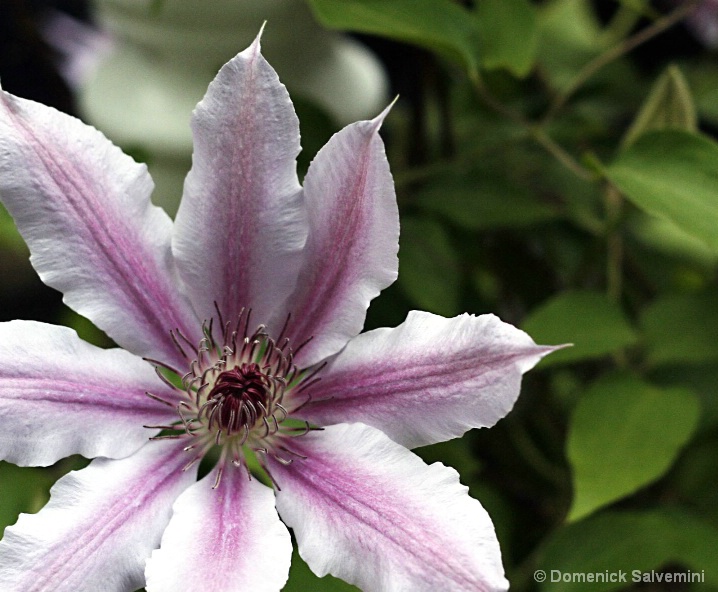 Spring Fingers of Clematis