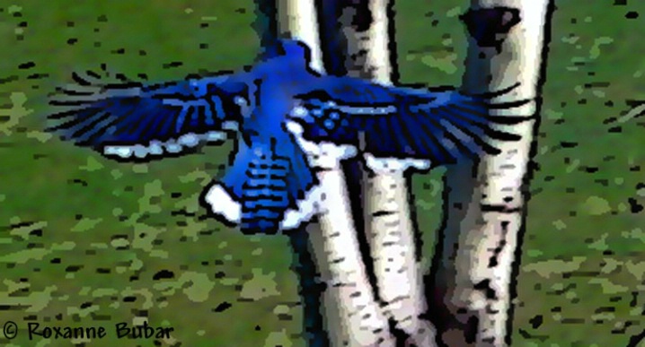 Blue Jay In Flight