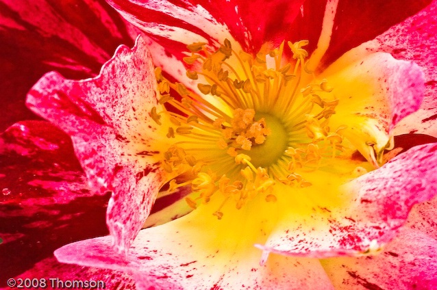 Arlington:  Red & White Rose