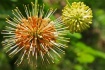 Flora-Florida #7