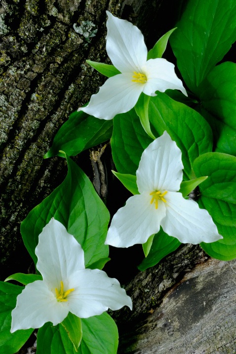 A Trio of Trillium