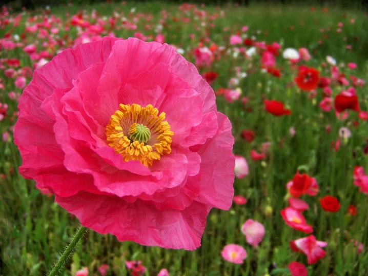 Icelandic Poppy