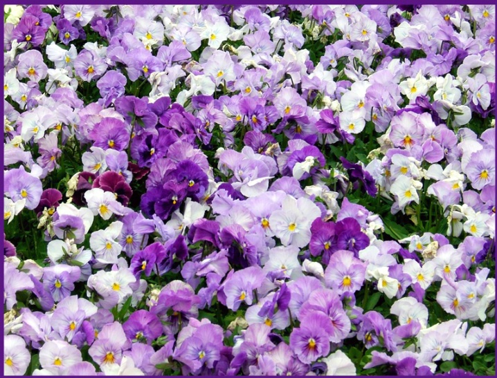 Patch of Purple Pansies