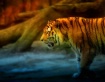 TigerWalk 4