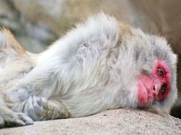Japanese Macaque at rest