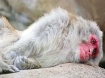 Japanese Macaque ...