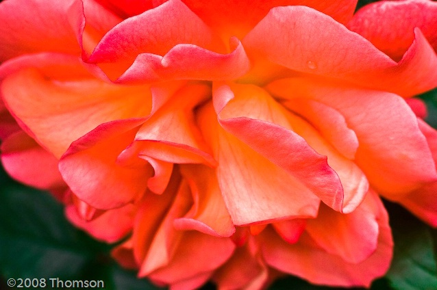 Arlington:  Orange Ruffles