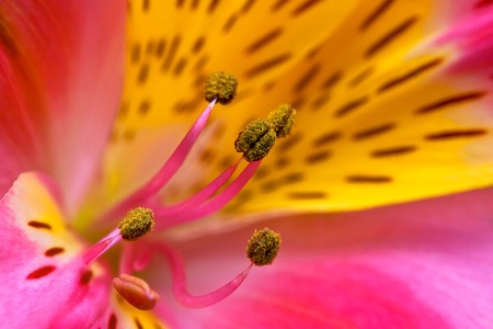 Yellow and Pink