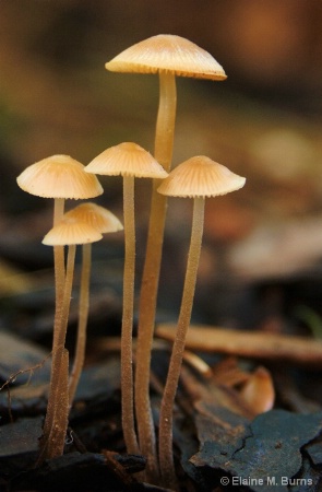 Mushrooms