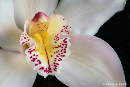 White Orchid