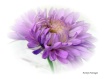 Bill's Flower