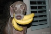 Banana Thief