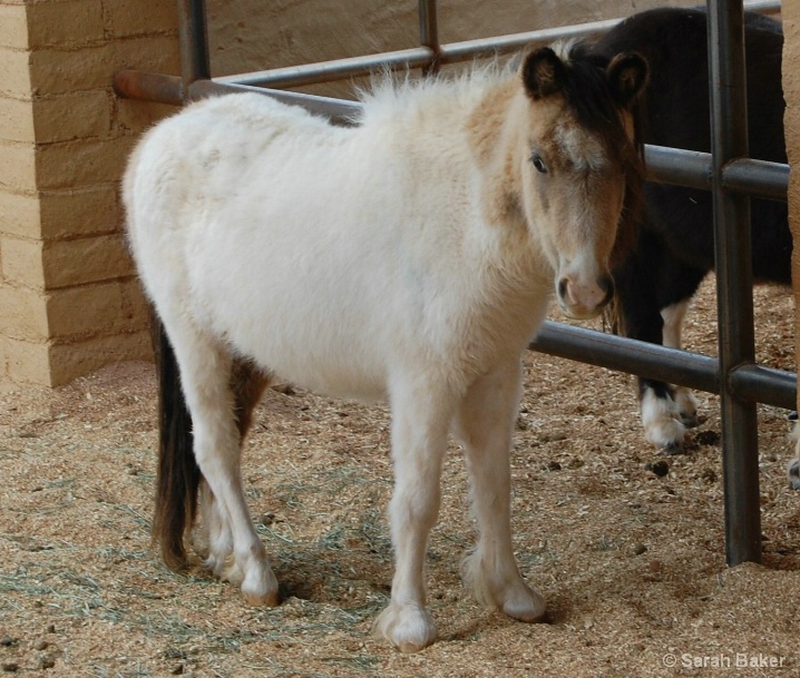 mini horse