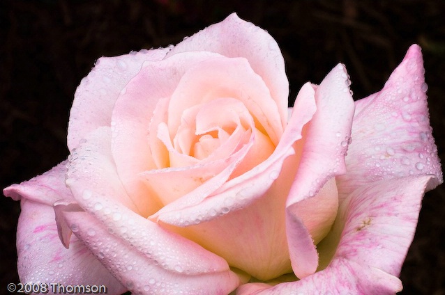 Arlington:  Pink Rose