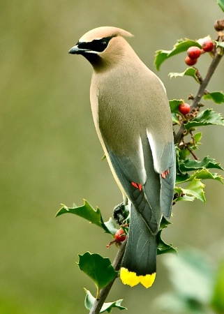 Cedar Waxwing