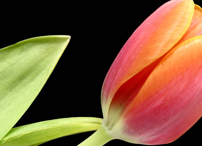 A Tulip