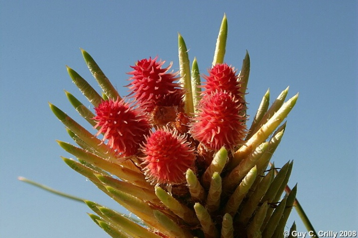 Pine Cone Flowers