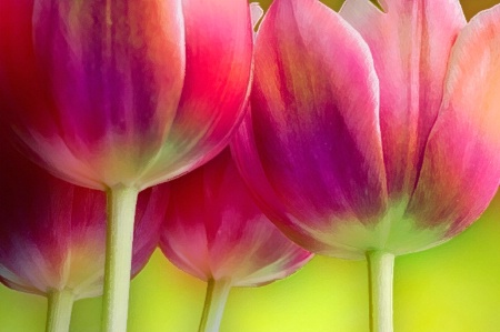  Candied Tulips   
