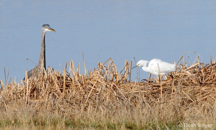 Great blue and snowy egret face off