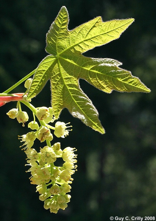 Vine Maple Flowers