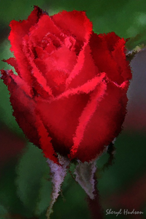 "Red, Red Rose"