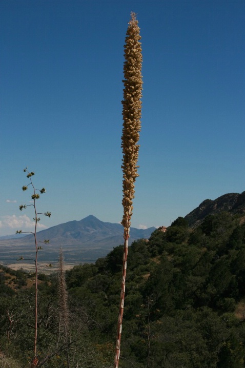Yucca Bloom