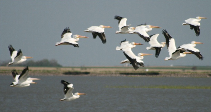 Inland Pelicans