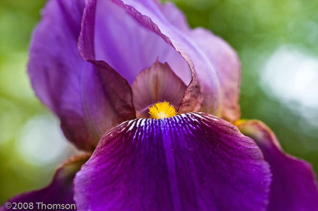 Arlington:  Purple Iris